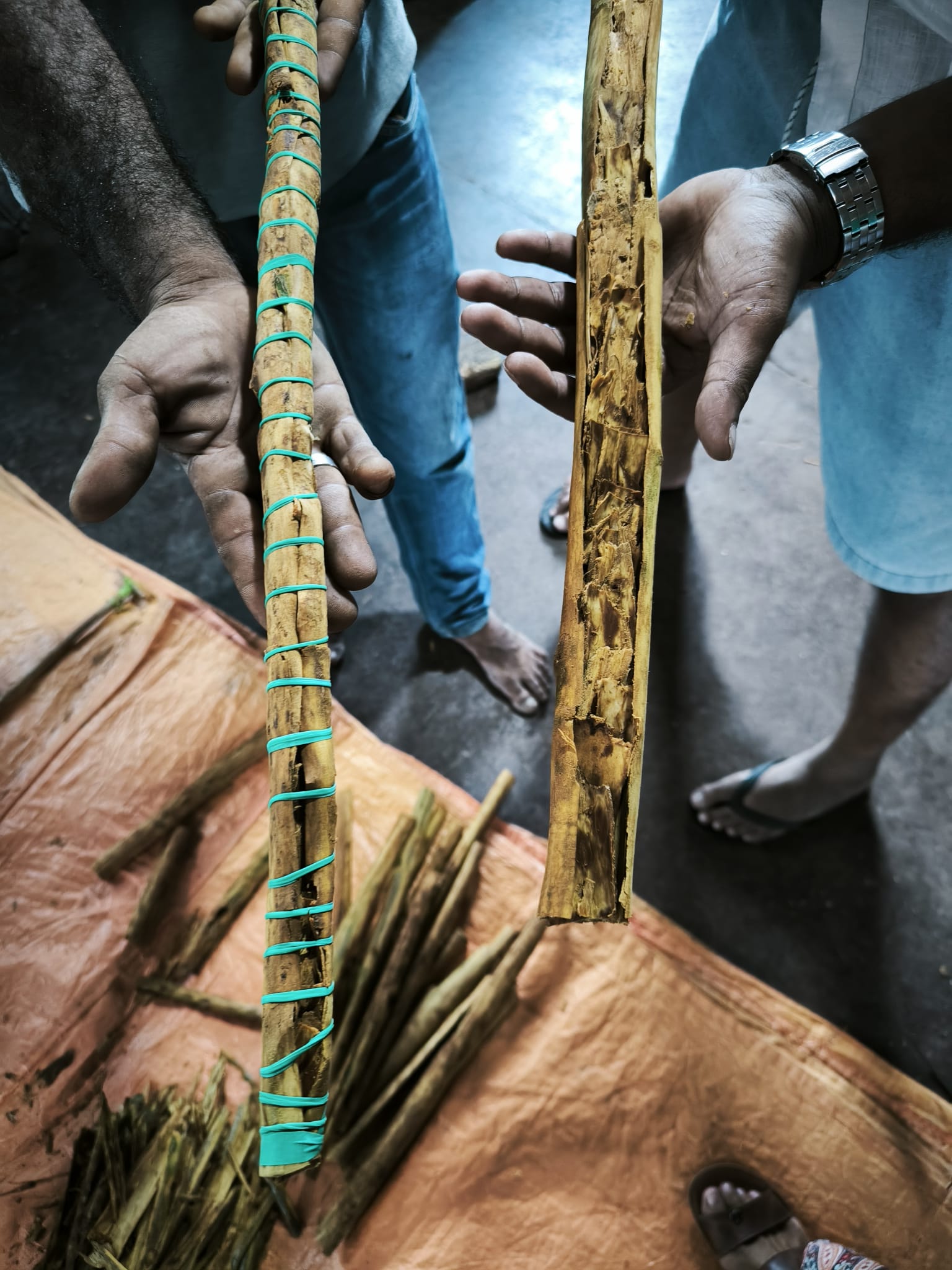 hands with cinnamon quills